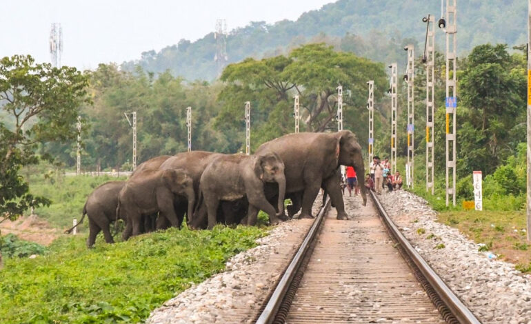 Six elephants dead after being hit by train in Sri Lanka