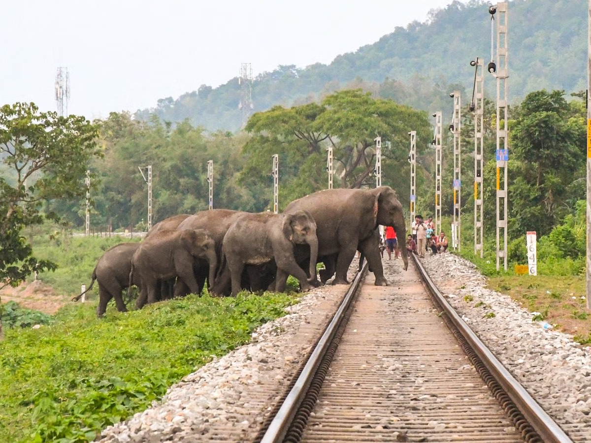 Six elephants dead after being hit by train in Sri Lanka